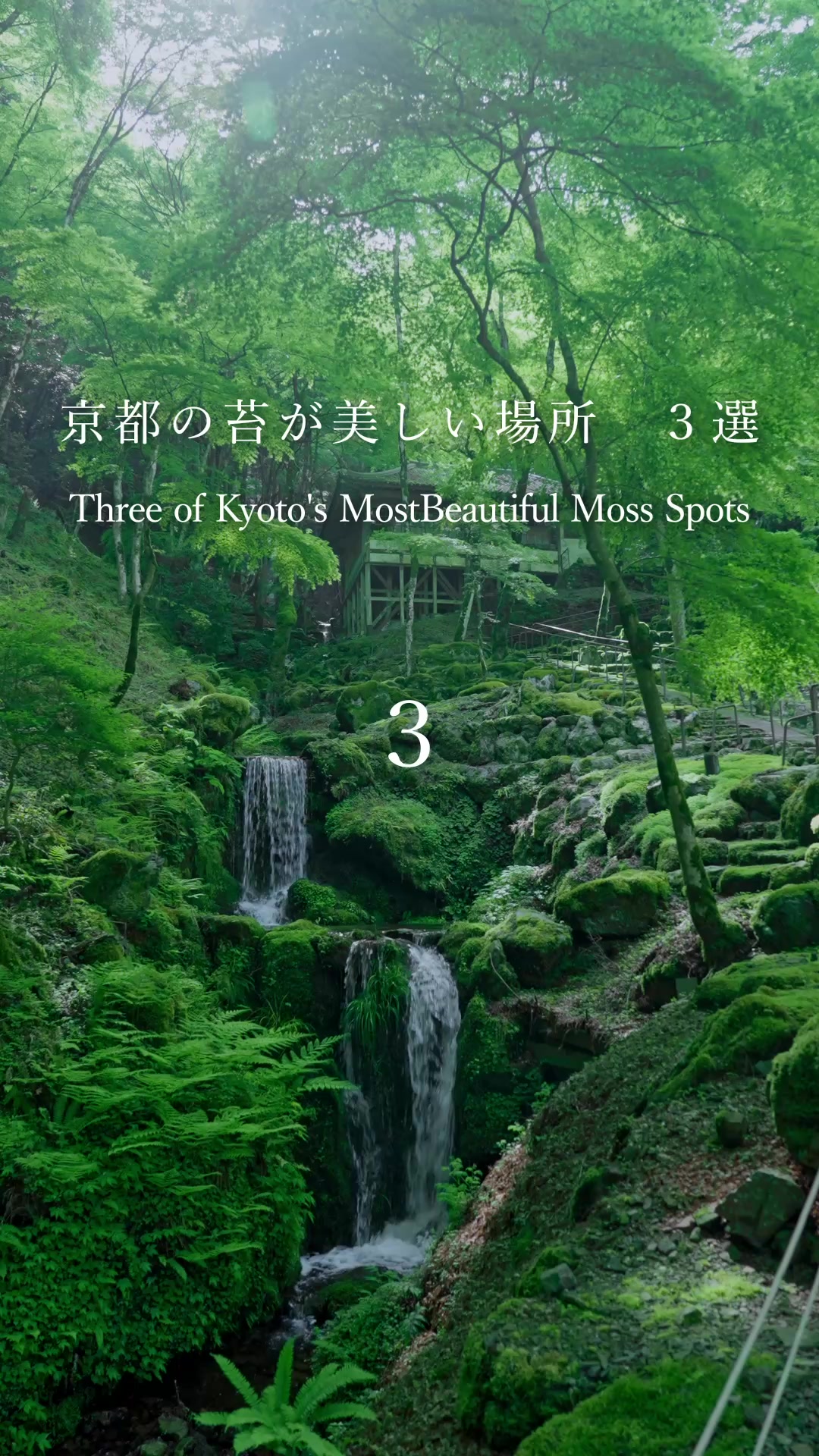 京都の苔が美しい場所　3選
Kyoto’s 3 Most Beautiful Moss Gardens 🌿

しっとりとした苔に包まれた京都の風景。
静寂の中に広がる深い緑が、心を穏やかにしてくれま