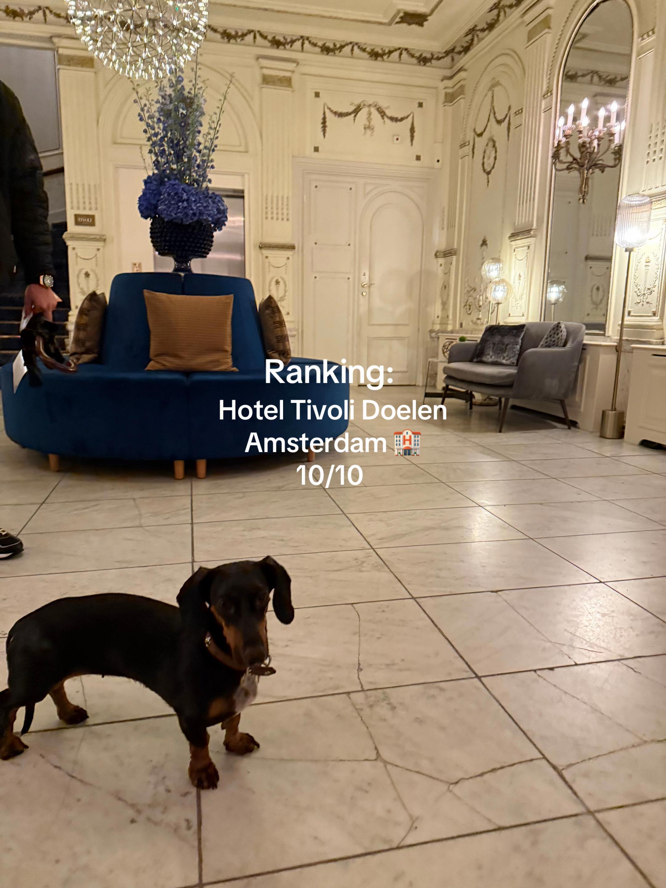 Our trip to Amsterdam follow me to see part 2 tomorrow🤍 #fyp #dachshund #amsterdam #hotelreview