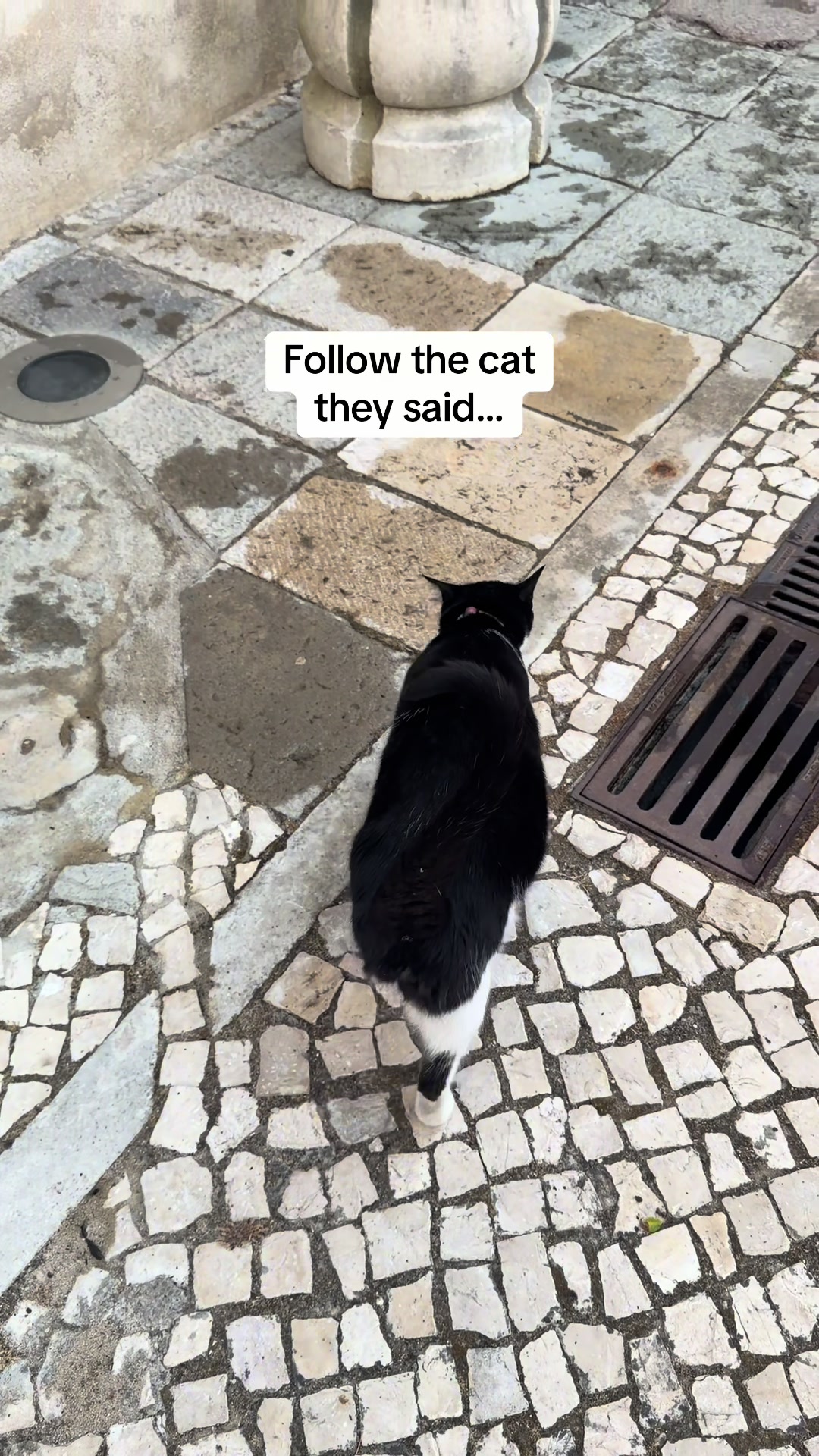 Trust your local guides! 🐈‍⬛

📍Carmo Archaeology Museum in Lisbon, Portugal. #catsoftiktok #cats #
