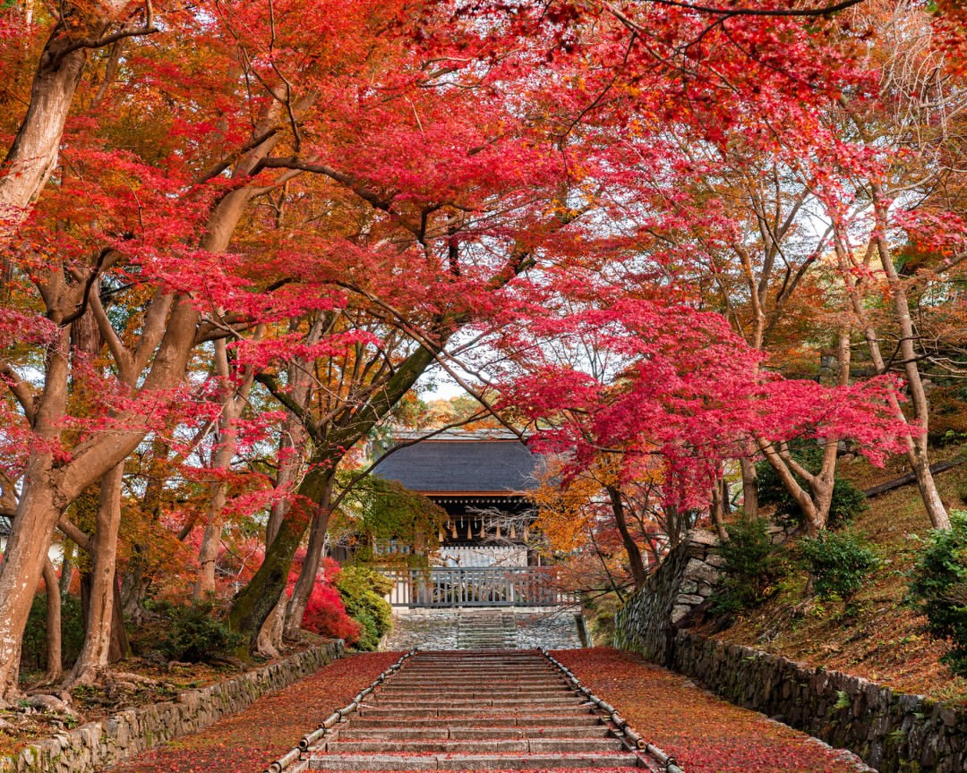 紅葉に染まる京都を、静かに、そして贅沢に…
京都ブライトンホテルのお客様だけが体験できる、少人数貸し切り早朝拝観へご案内いたします。朝の澄んだ空気の中に広がる美しい紅葉と、寺社本来の静けさを心ゆくまで