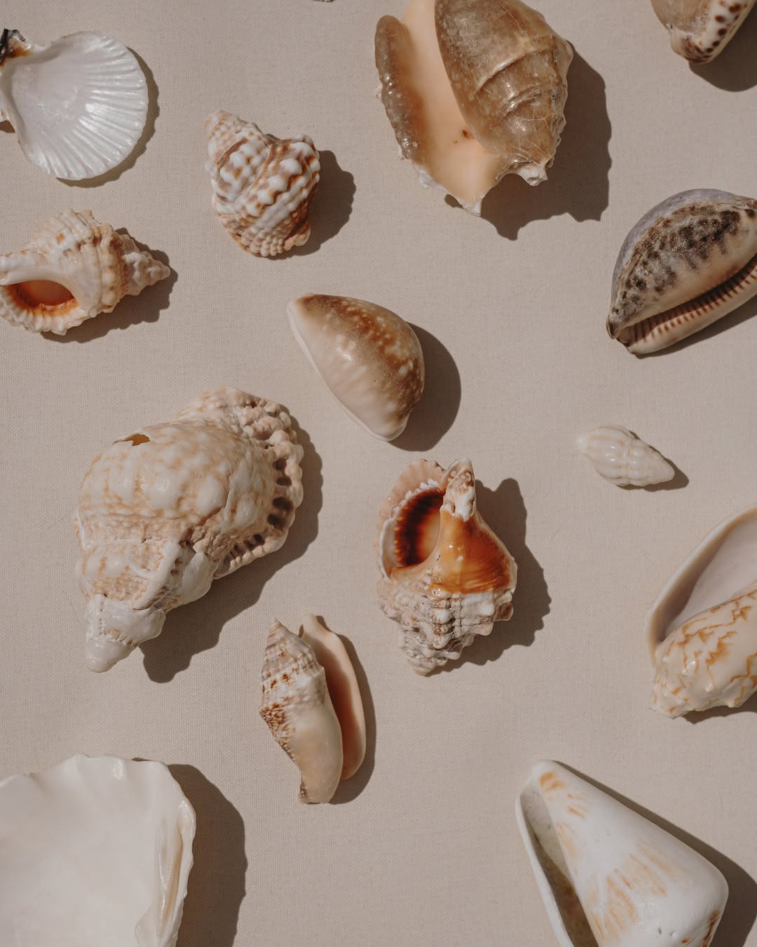 Tropical living 🐚 #HotelBelleza