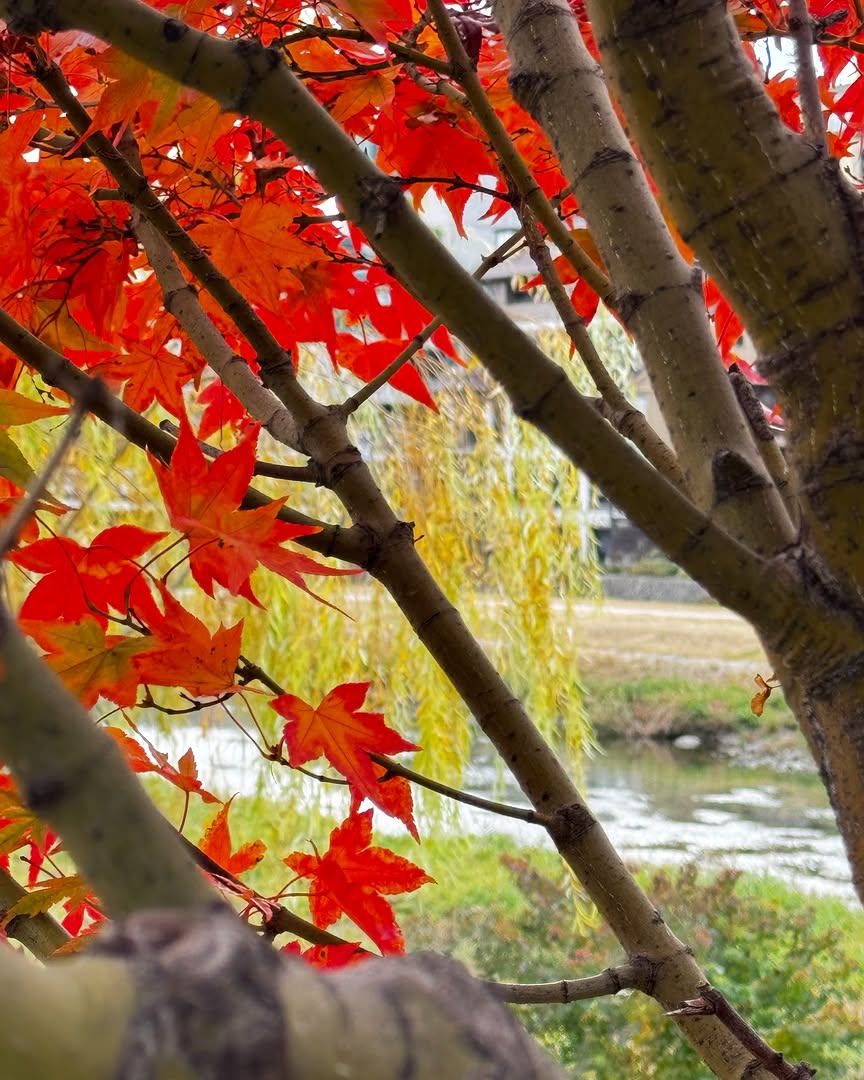【京都　川辺に咲く鮮やかな紅】

山々も紅葉が見ごろの日々。ザ ロイヤルパークホテル 京都三条から徒歩圏内、高瀬川や鴨川の紅葉も今一番色づいています。
真っ赤に色づいた紅葉や、川面を赤く染める紅葉。
