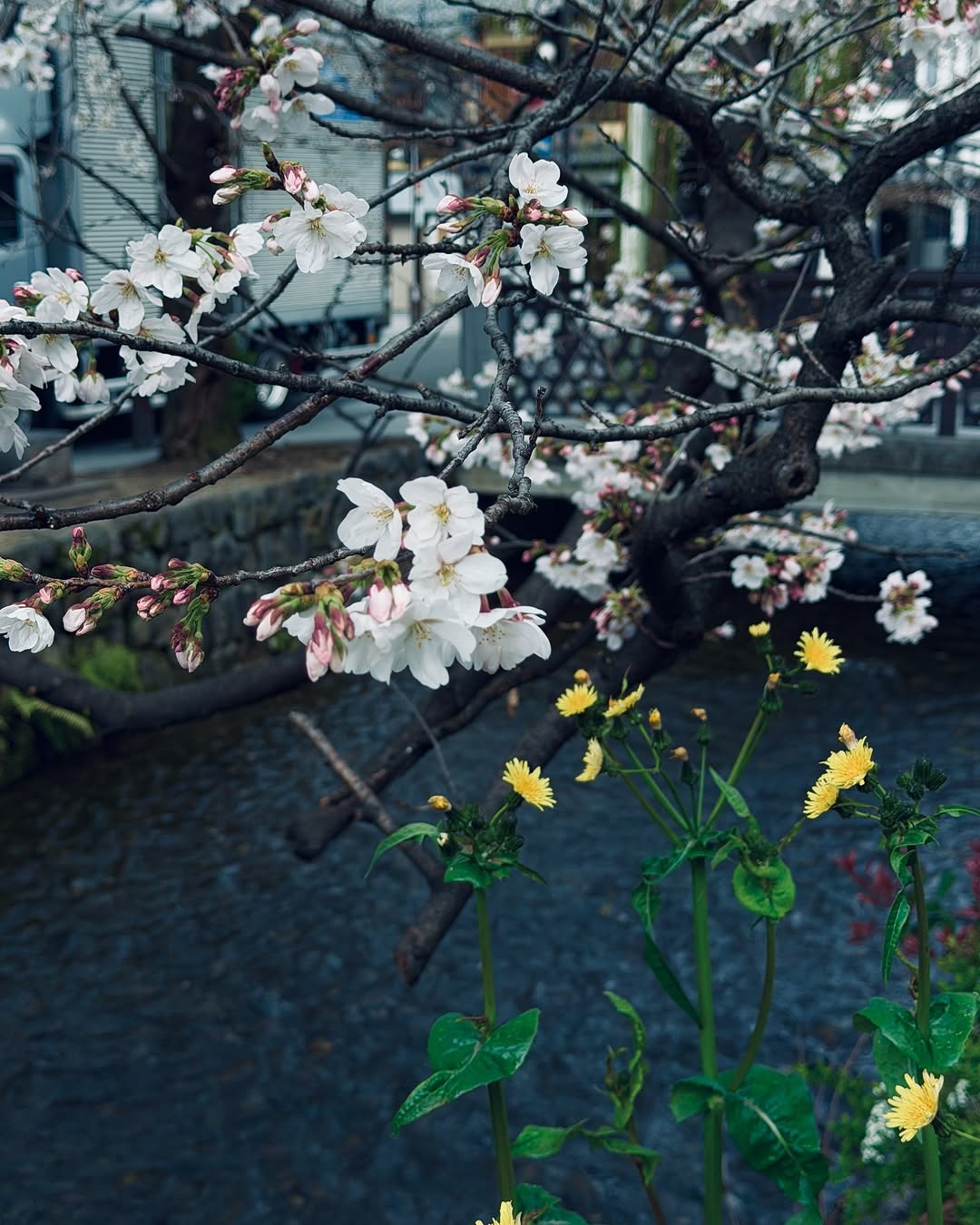 【京都　高瀬川沿いの桜】

「桜、見に行こう」と思い、ホテルを出て1分もかからずに広がる別世界。
高瀬川のせせらぎに寄り添うように、枝を伸ばしてアーチを描く桜の木々。
見上げれば、空を覆い尽くすほどの