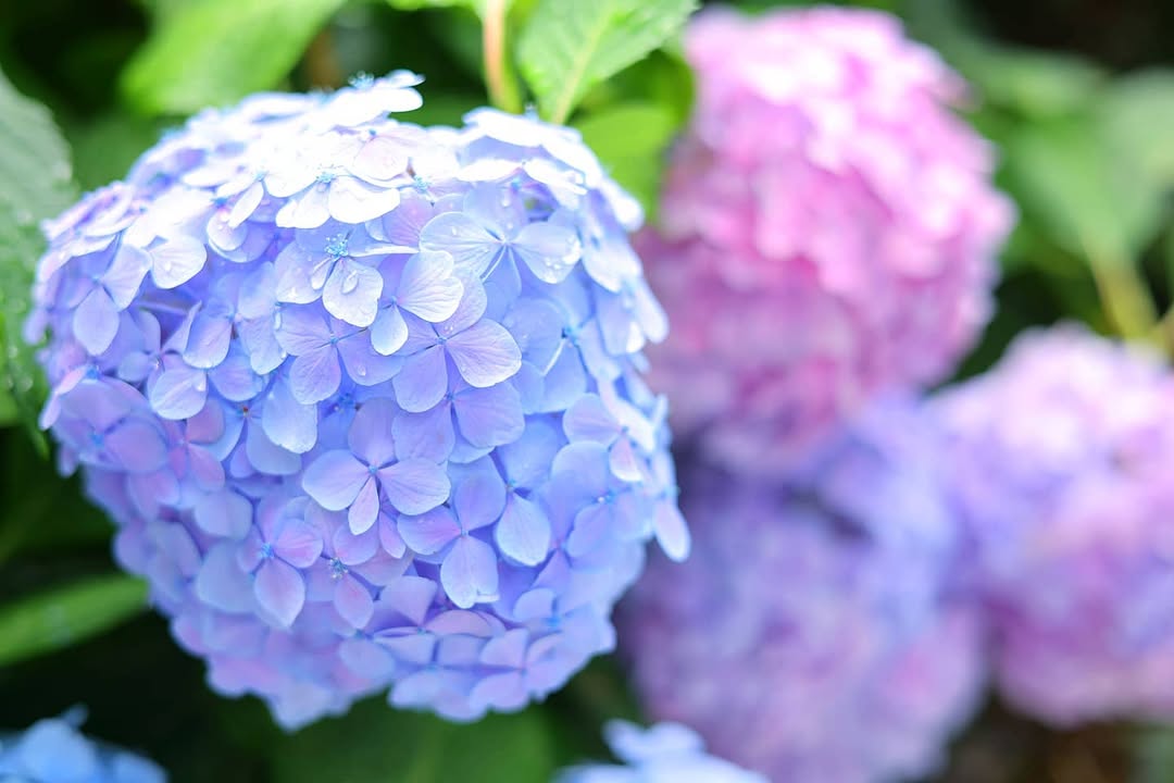 ⭐当ホテルの紫陽花が見頃です⭐

皆様こんにちは！ホテル京阪京都でございます！

本投稿から新しくInstagram担当に加入させて頂きましたむらちゃんと申します！
私の趣味である写真を通して、なかな