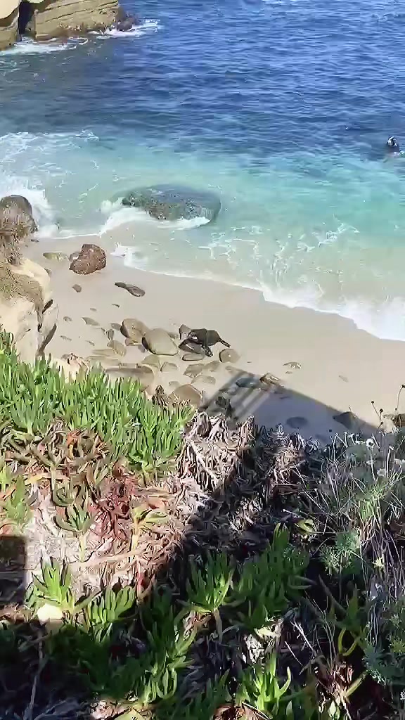 Seal Beach California #sealbeach #california #seals #beach #fyp