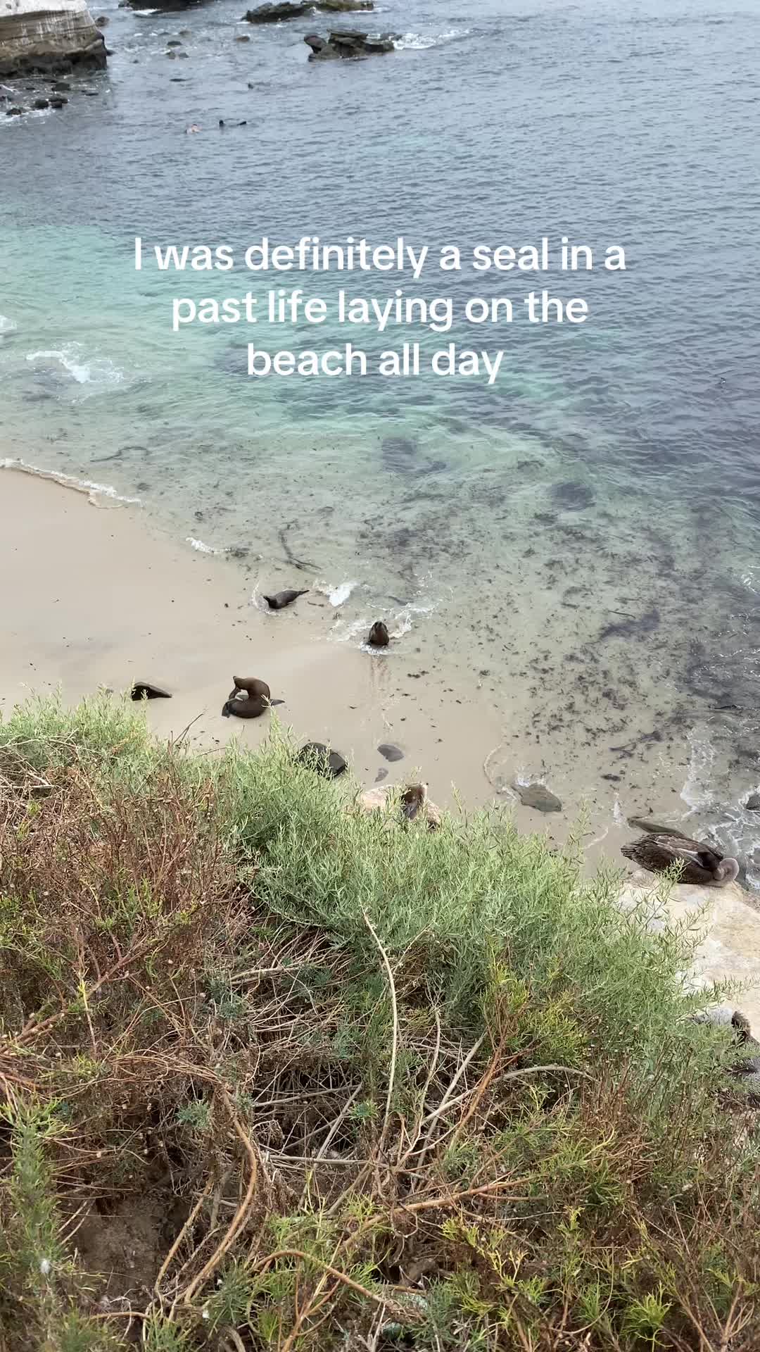 they are so cute 🥹 #lajolla #beach #seals #beachcontent